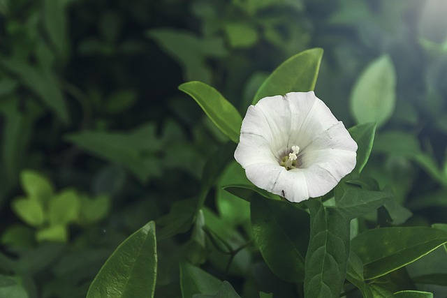Free Bowl Of Flowers Nature photo and picture