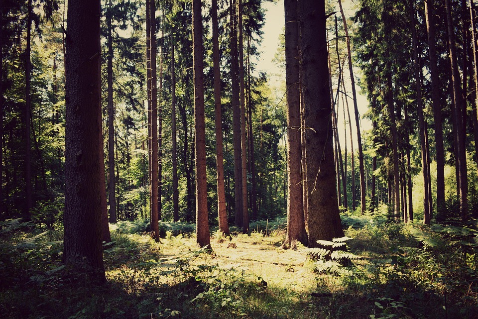 Free photo Forest, Tree, Twilight, Nature Free Image on Pixabay 907173