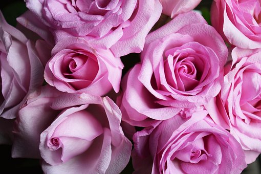 Roser, Lyserød, Smukke Blomster