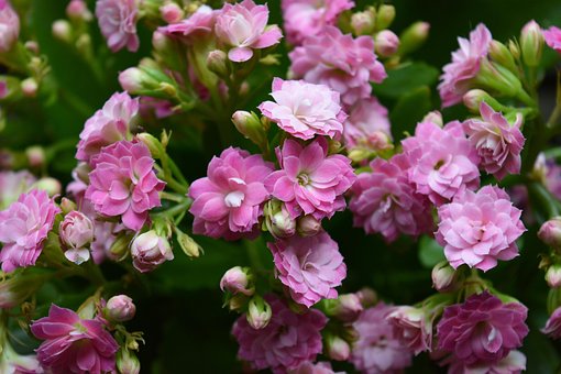 Lyserød, Blomst, Blomst Tapet