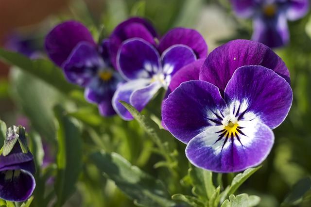Free Flower Close-Up photo and picture