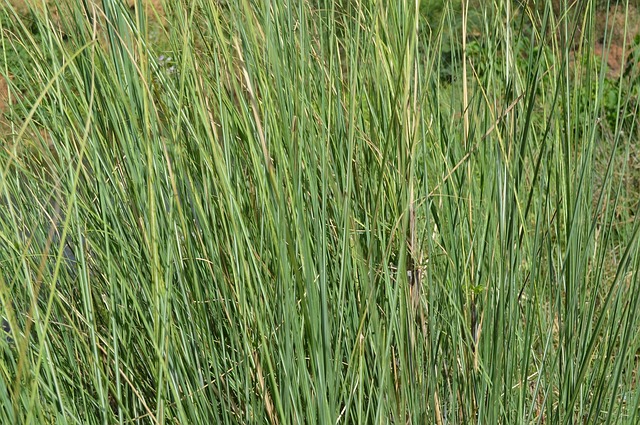 Free Grass Sky photo and picture