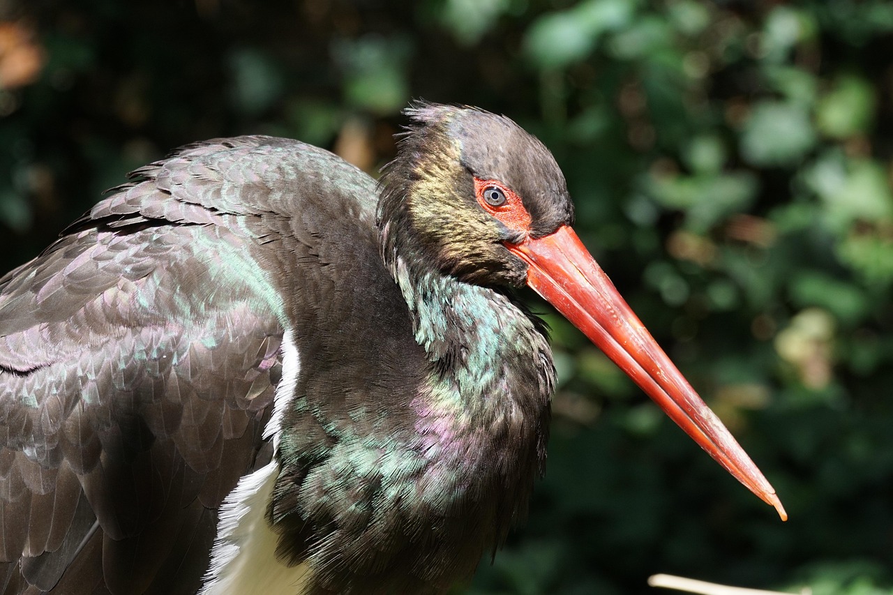 Black Stork Maverick Mixed - Free photo on Pixabay