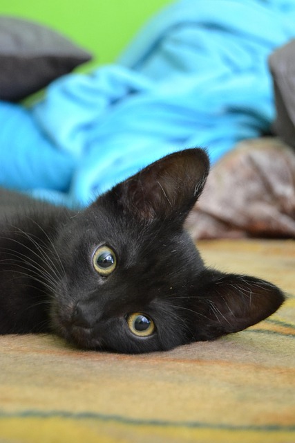 Free Cat Kitten photo and picture