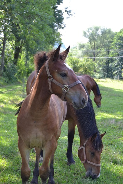Free Horse Foal photo and picture