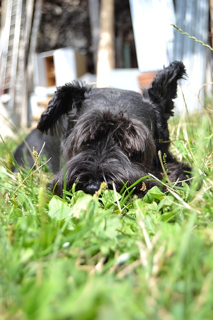 Free Lying Dog photo and picture