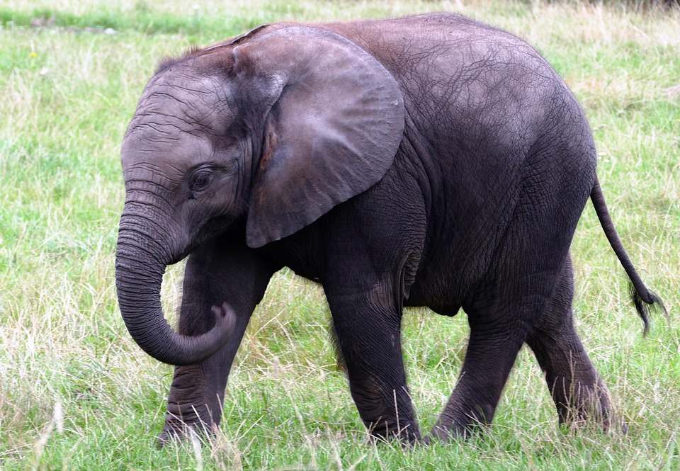 Animales Elefante Naturaleza Foto Gratis En Pixabay
