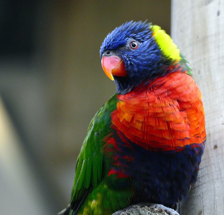 Bird Lorikeet Animal Free photo on Pixabay Pixabay