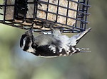 female, hairy, woodpecker