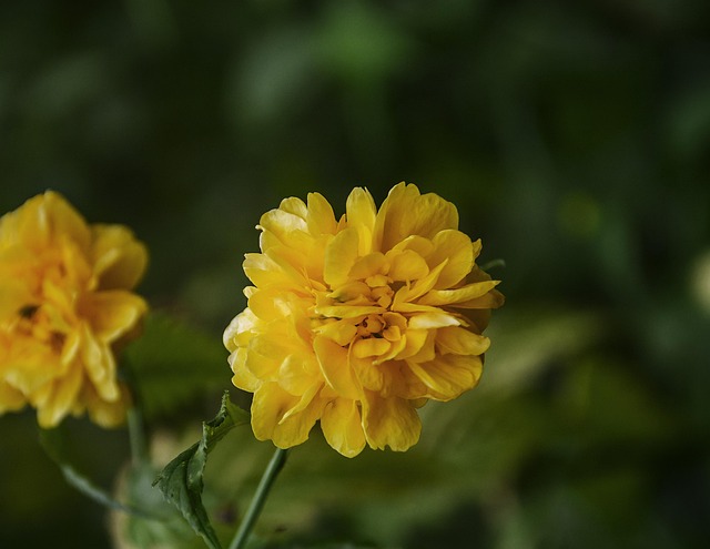 Free Ditang Flower Flowers photo and picture