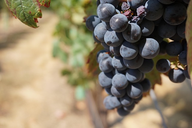 Uvas, Vino, Uva, Viñedo, Vid De Uva