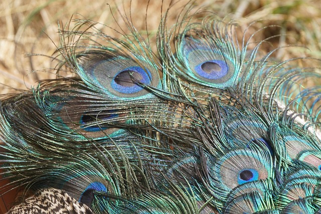 Pavo Real, Plumas, Cola