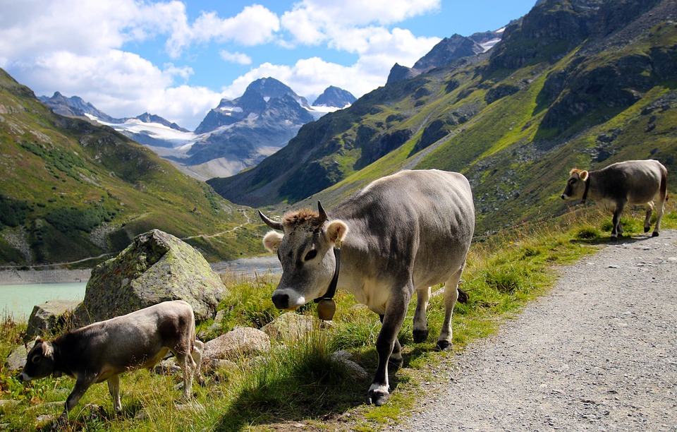 Kuh Weide Berge Kostenloses Foto Auf Pixabay
