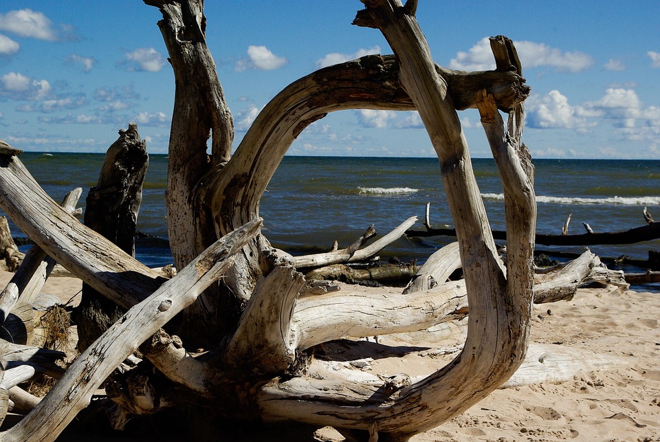 Mar Báltico, Playa, Madera A La Deriva, Árbol Muerto