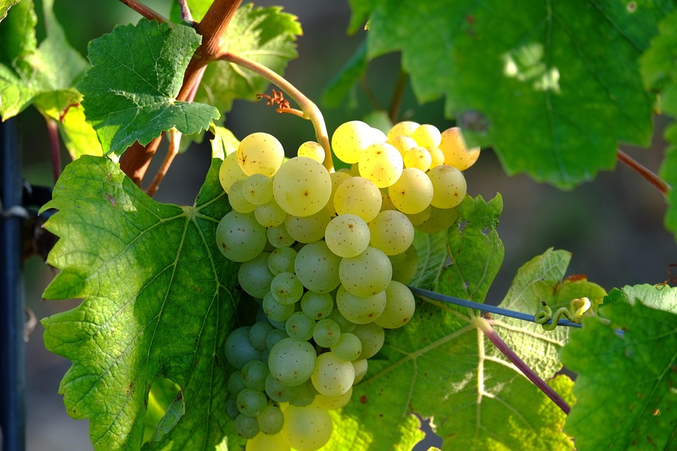 Trauben Weisse Kostenloses Foto Auf Pixabay
