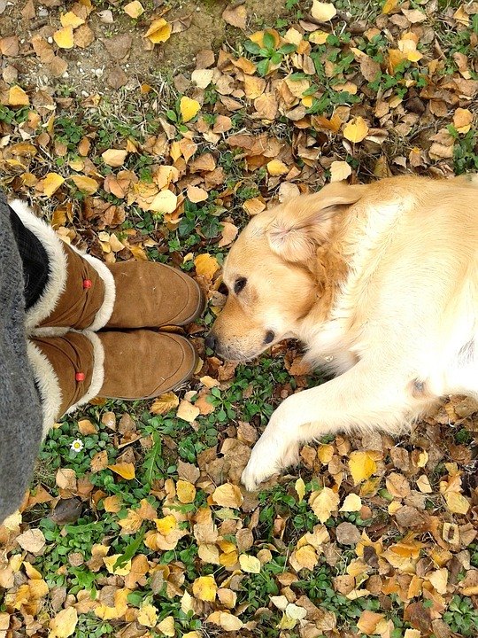 Golden Retriever Autumn Leaves - Free photo on Pixabay - Pixabay
