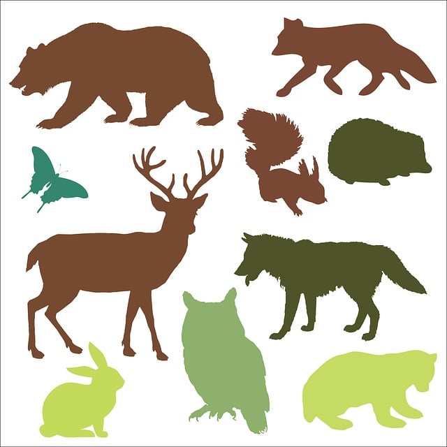 Free woodland animals animals bear illustration