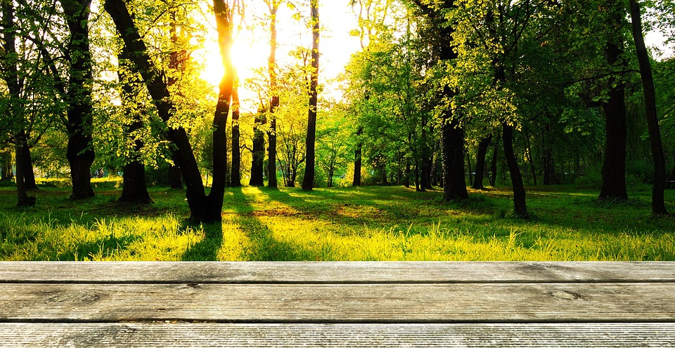 Hintergrund Holz Wald Kostenloses Foto Auf Pixabay Hintergrund Holz Wald Kostenloses Foto Auf Pixabay