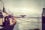 cormorant, sea raven, mooring