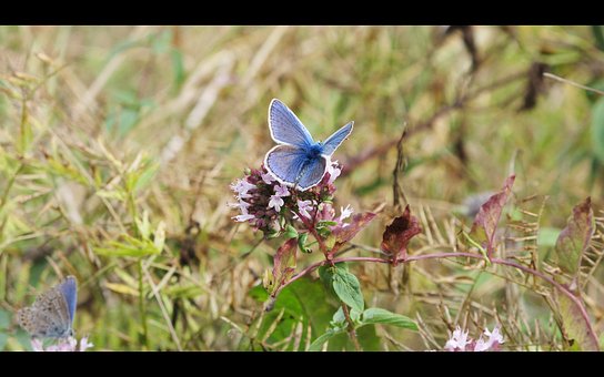 Free Butterfly Background photo and picture