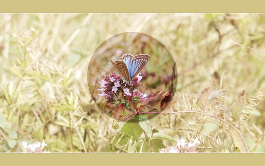 Free Butterfly Free Background photo and picture