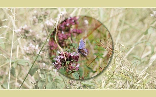 Free Butterfly Laptop Wallpaper photo and picture