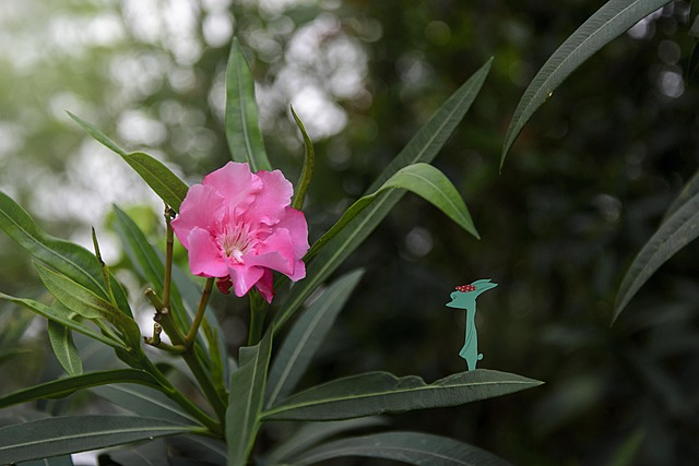 Free Oleander Medicinal Plants photo and picture