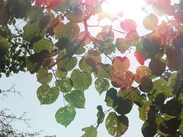 Free Light Sun photo and picture