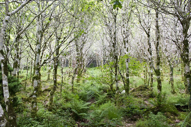 Free Birch Forest Birch Trees photo and picture
