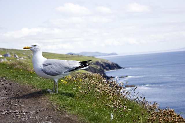Free Gull Bird photo and picture
