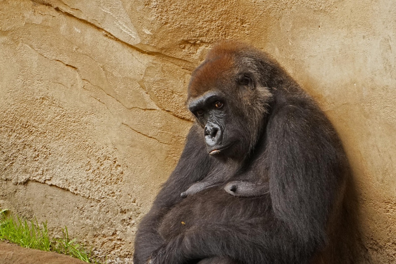 Gorilla Ape View - Free photo on Pixabay - Pixabay