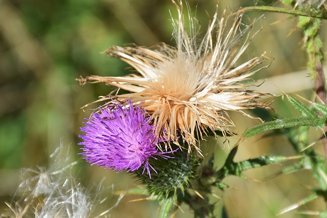 Free Thistle Scratching Thistle photo and picture