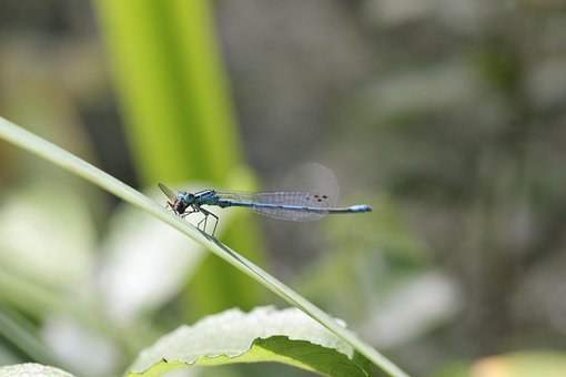 Libelle, Blau, Nahaufnahme, Insekt