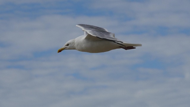 Free Bird Gull photo and picture