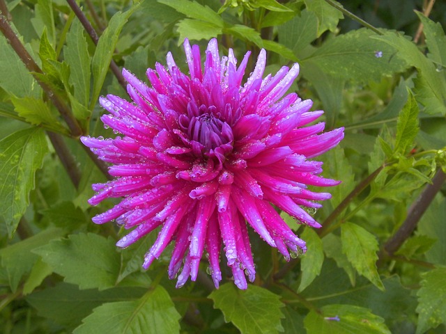 Free Dahlia Purple photo and picture
