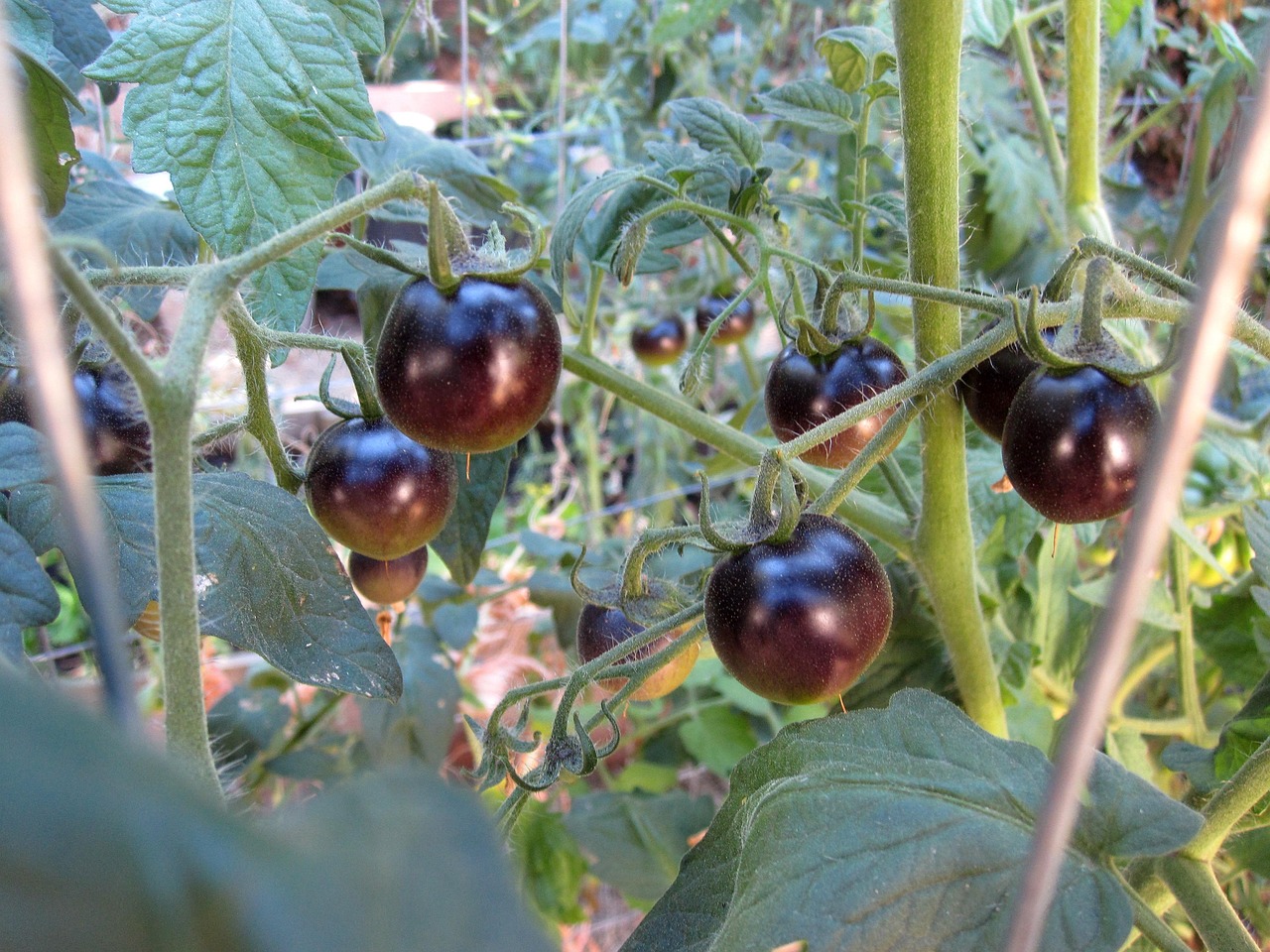 black-tomatoes-912609_1280.jpg