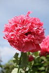 pink poppy, frou frou, sky