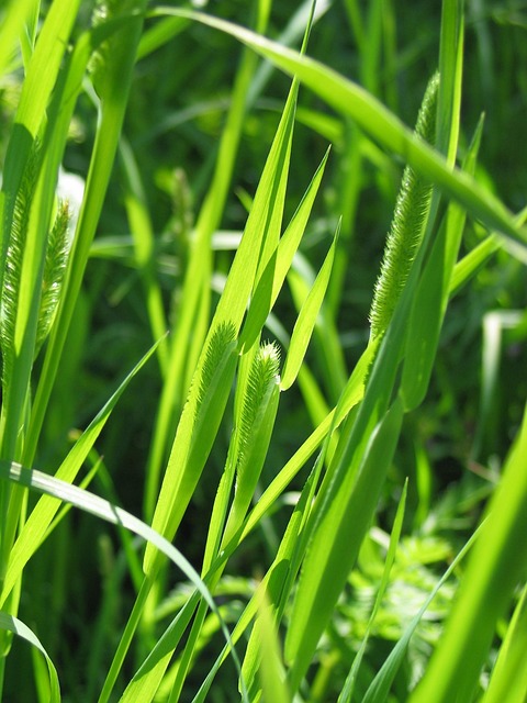 Free Weed Grass photo and picture
