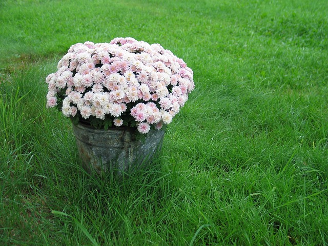 Free Pink Chrysanthemums Bucket photo and picture