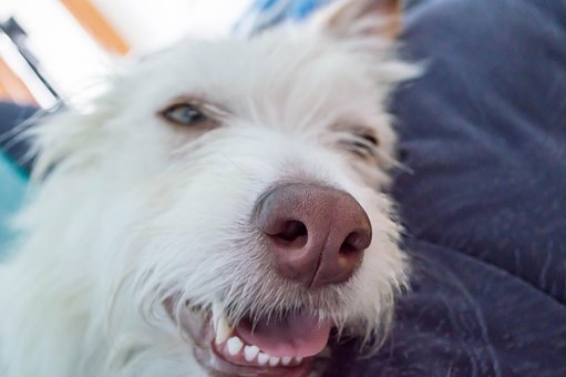 Hund, Sofa, Nase, Liegend