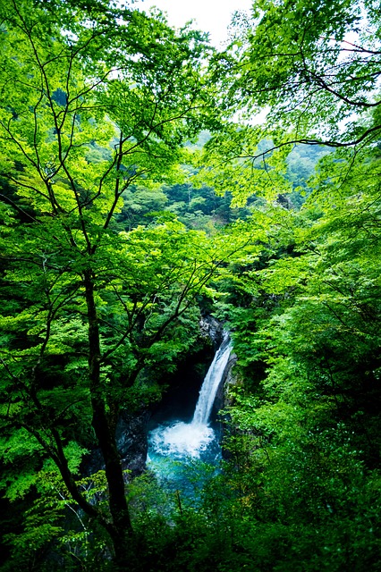 Landskab, Vandfald, Vand, Skov, Japan