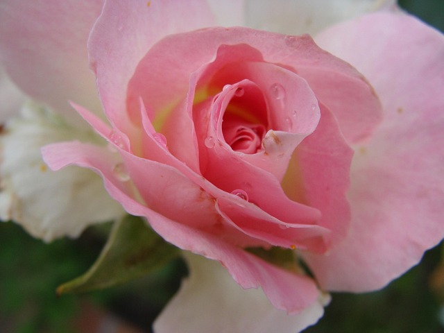 Free Rose Flower photo and picture