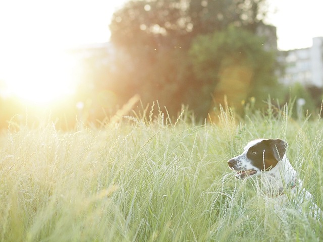 Hund, Hundehvalp, Kæledyr, Dyr, Sød
