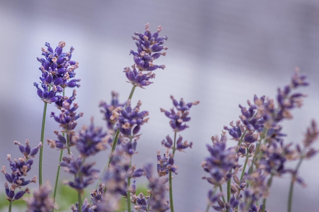 Fleur Balcon Jardin - Photo gratuite sur Pixabay - Pixabay