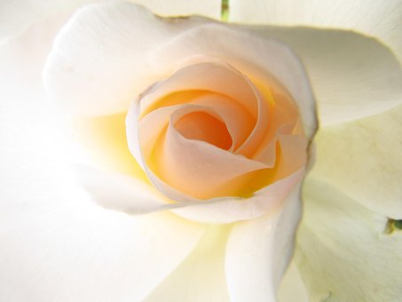 Free Flower White Rose photo and picture