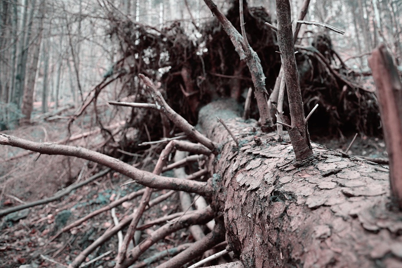 树 死的 死树 - Pixabay上的免费照片 - Pixabay