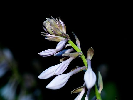 Lily De Plátano, Papel Pintado De Flores