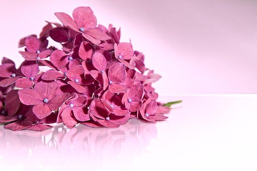 Hortensia, Rosado, Flor, Aislado, Umbela