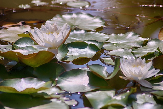 Free Water Lilies Spiritual photo and picture