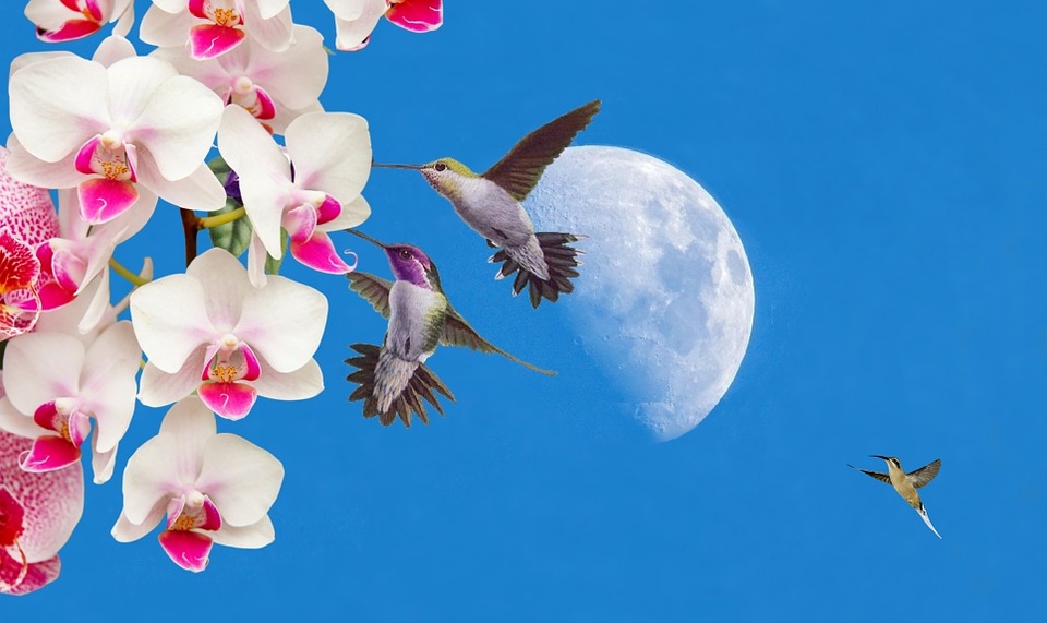 Hummingbirds Orchid Flowers · Free image on Pixabay